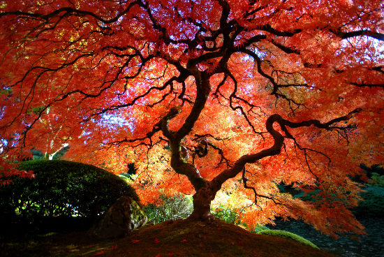 podzim-v-japonsku